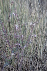 Mirabilis hirsuta