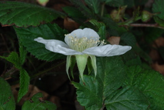 Rubus hirsutus