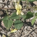Rhynchosia edulis - Photo (c) James Bailey,  זכויות יוצרים חלקיות (CC BY-NC), הועלה על ידי James Bailey