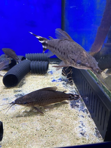 Flagtail catfish (Dianema urostriatum) — Callichthyidae — 4
