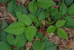 Rubus hirsutus