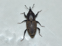 Sphenophorus cicatristriatus