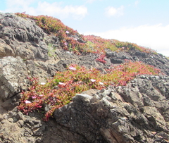 Disphyma australe australe