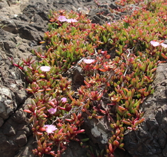 Disphyma australe australe