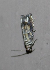 Epiblema abruptana