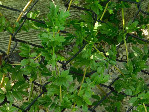 Big caltrop (Kallstroemia maxima)