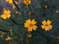 Tagetes subulata