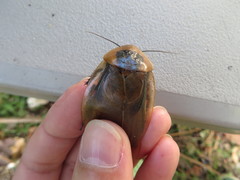 Blaberus discoidalis