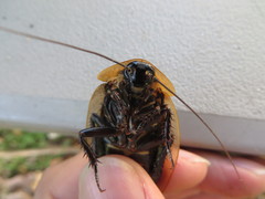 Blaberus discoidalis