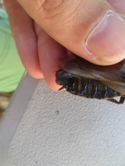 Blaberus discoidalis