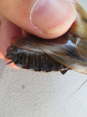 Blaberus discoidalis