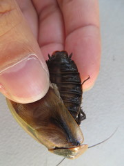 Blaberus discoidalis