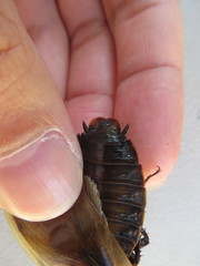 Blaberus discoidalis