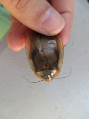 Blaberus discoidalis