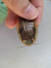 Blaberus discoidalis