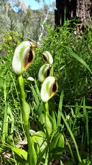 Pterostylis cucullata