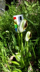 Pterostylis cucullata