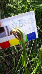 Pterostylis cucullata