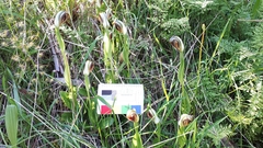 Pterostylis cucullata