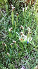 Pterostylis cucullata