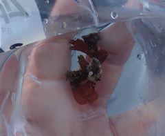 Pseudoceros montereyensis