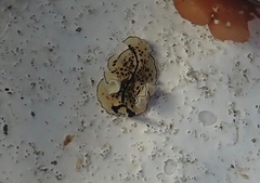 Pseudoceros montereyensis