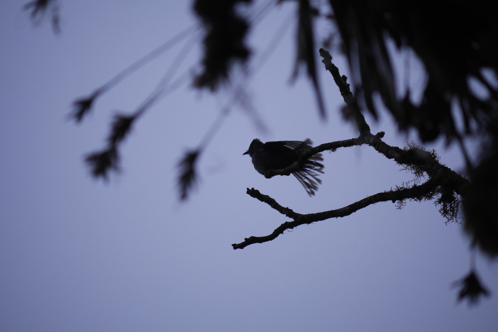 Smoke-colored Pewee (Contopus fumigatus), photo 7