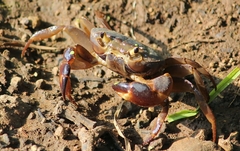 Gecarcinucidae