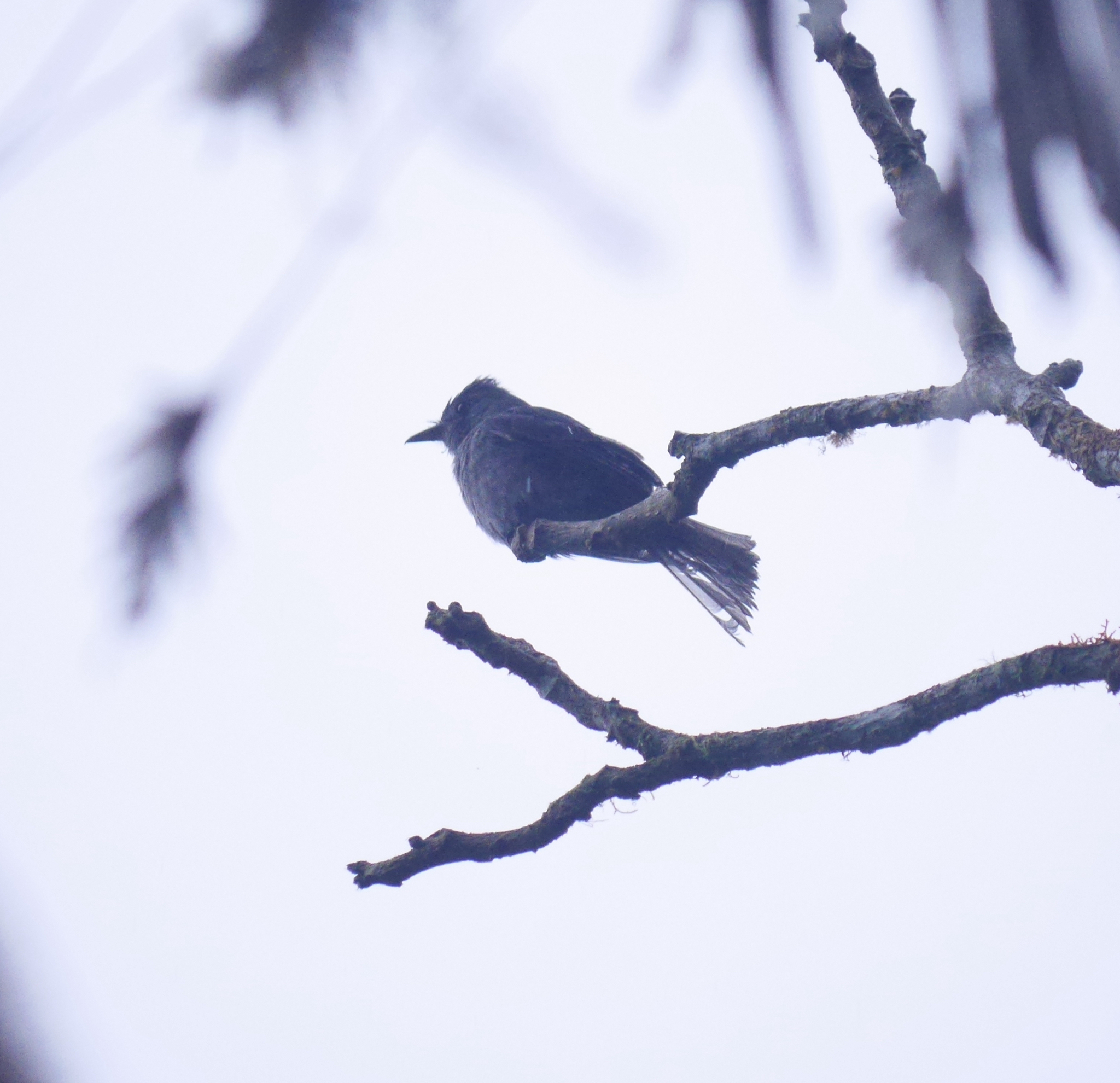 Smoke-colored Pewee (Contopus fumigatus), photo 6