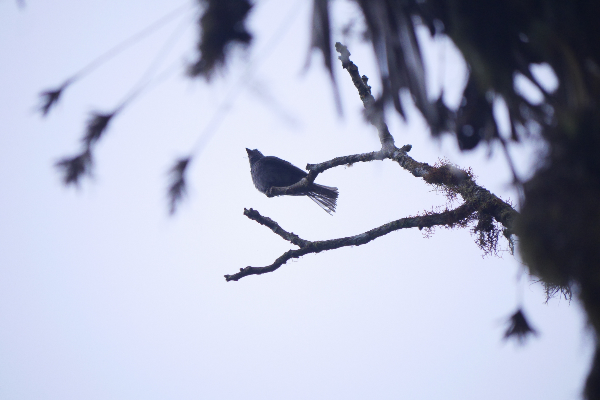 Smoke-colored Pewee (Contopus fumigatus), photo 8