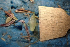 Cyperus blepharoleptos