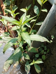Ludwigia hyssopifolia