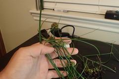 Cyperus blepharoleptos