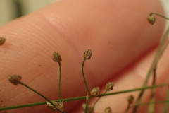 Fimbristylis quinquangularis quinquangularis