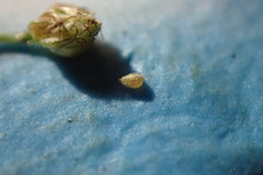 Fimbristylis quinquangularis quinquangularis