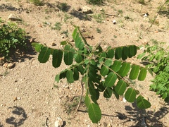 Comocladia macrophylla