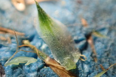 Cyperus blepharoleptos