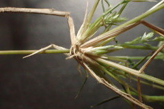 Eragrostis reptans