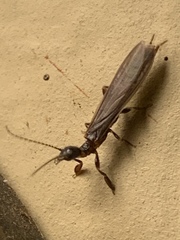 Oligotoma nigra