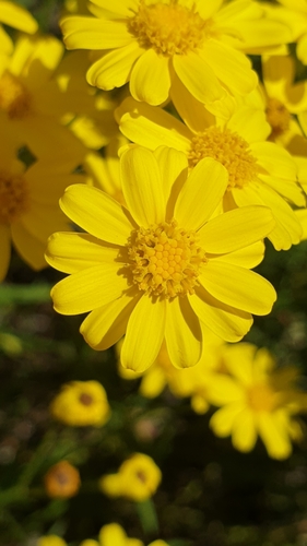 Image of Senecio spanomerus by (c) Andrew Thornhill, some rights reserved (CC BY)