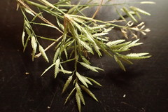 Eragrostis reptans
