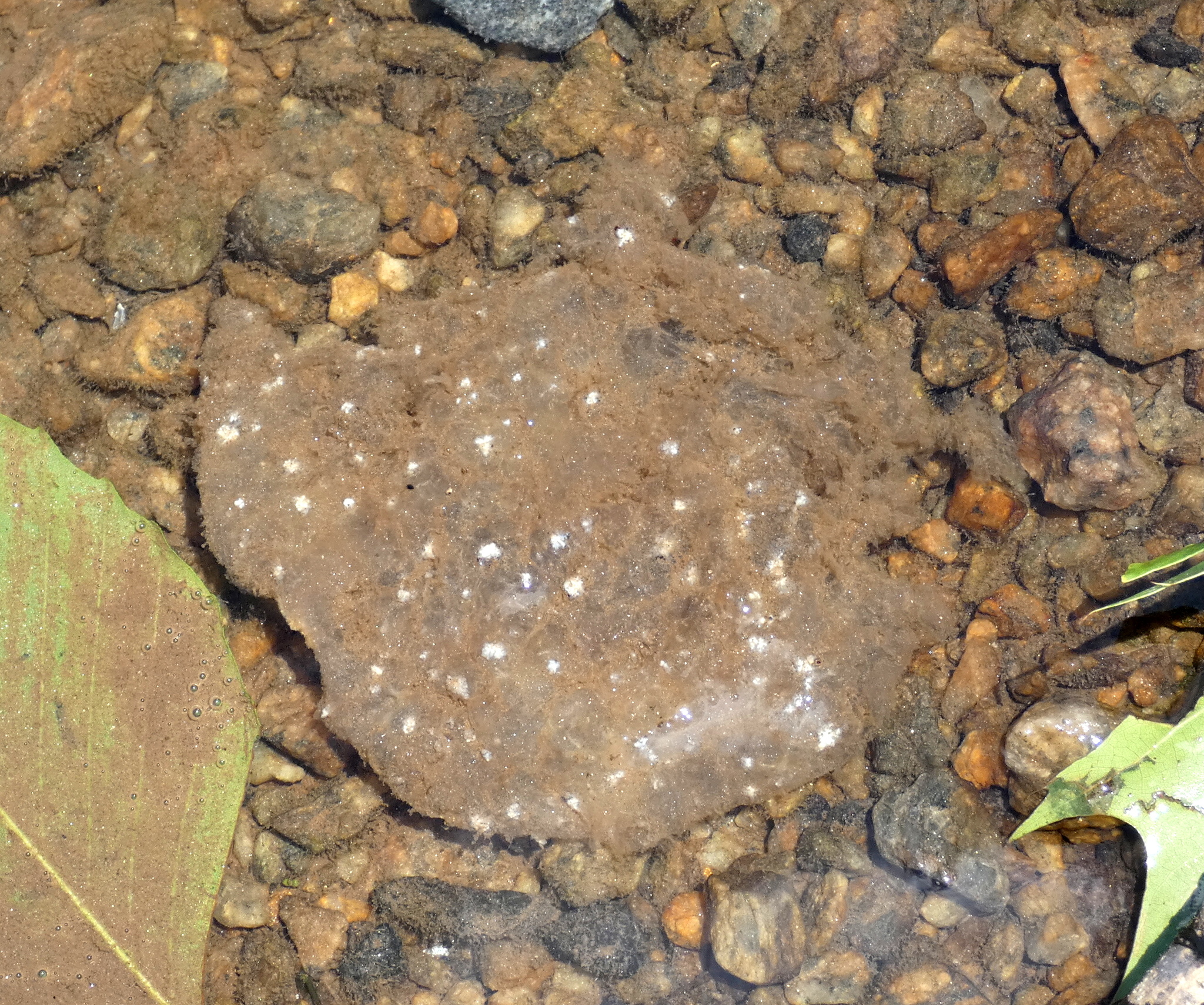 Pectinatella magnifica (Leidy, 1851)
