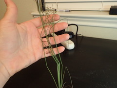 Fimbristylis quinquangularis quinquangularis