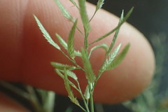 Eragrostis reptans
