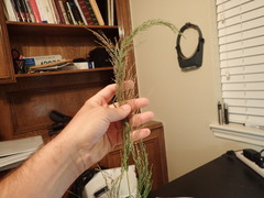 Eragrostis japonica
