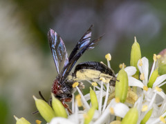 Callomelitta littleri
