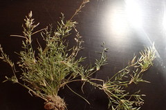 Eragrostis reptans
