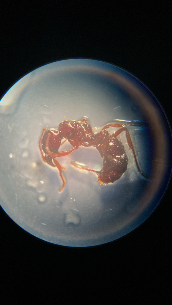 Gnamptogenys haenschi