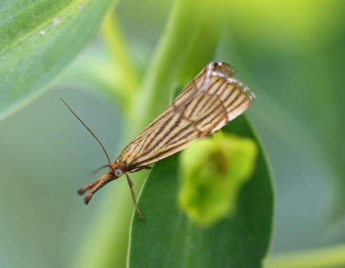 Orange-bar Grass-veneer