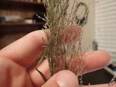 Eragrostis japonica